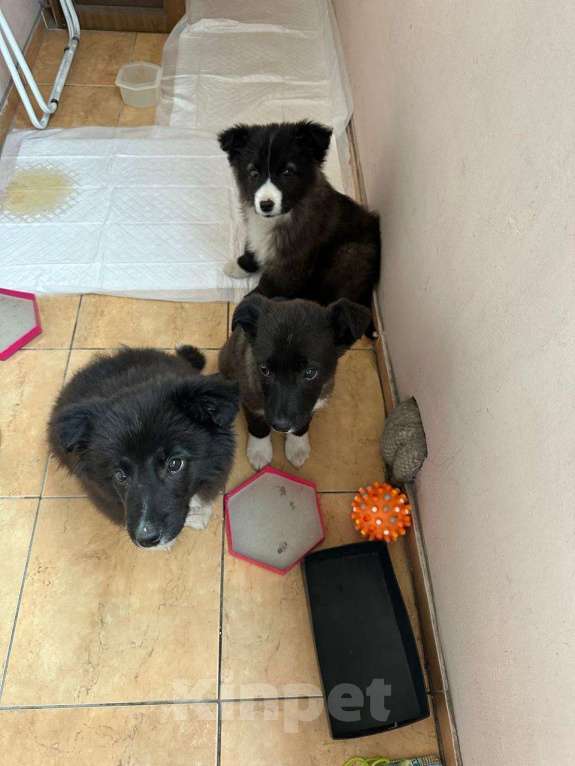 Собаки в Липецке: Щенки в добрые руки  Мальчик, Бесплатно - фото 2