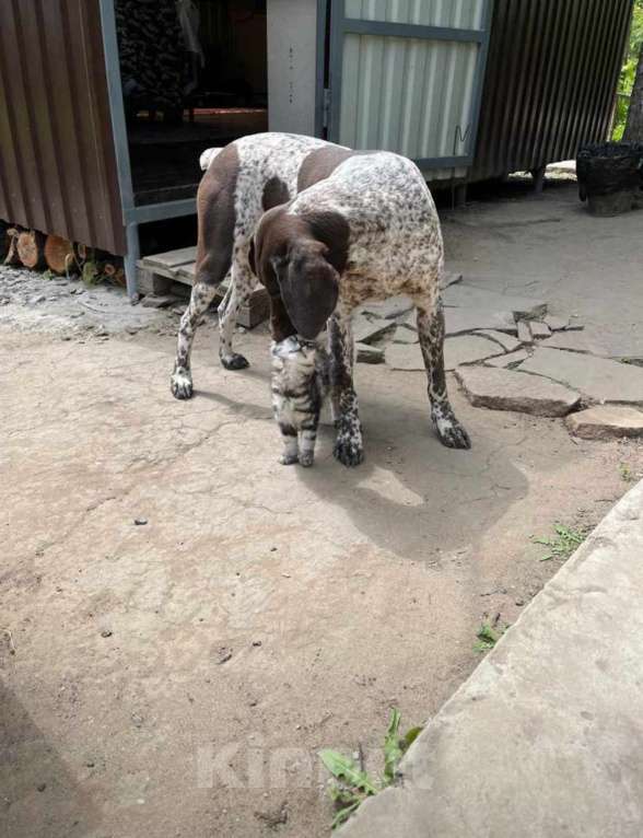 Собаки в Шахте: Щенки курцхара Девочка, 15 000 руб. - фото 4