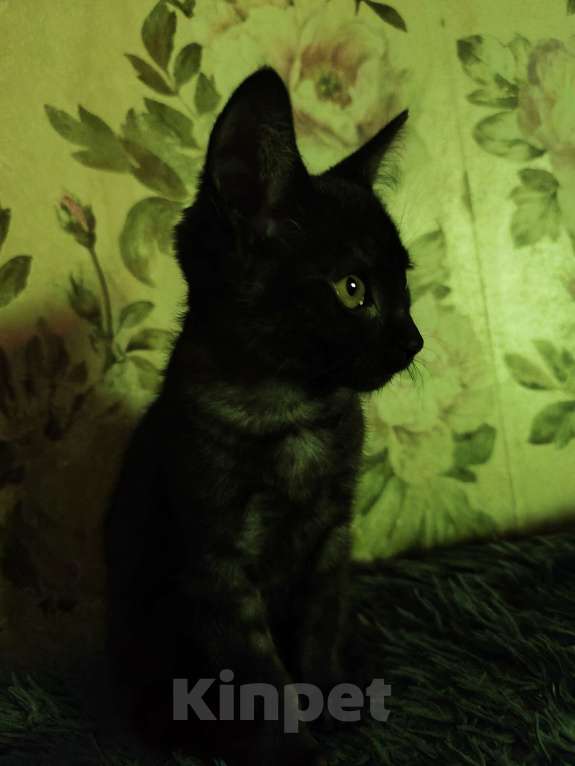 Кошки в Омске: Мия Девочка, Бесплатно - фото 1