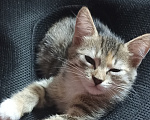 Кошки в других городах Краснодарского края: Котёнок в добрые руки Девочка, 500 руб. - фото 1