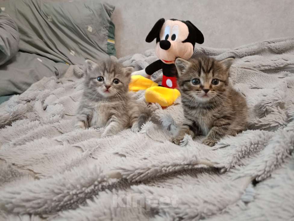 Кошки в Барнауле: Биски Девочка, 25 000 руб. - фото 4