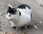 Кошки в Энгельс-19: Найдена кошка или кот Девочка, Бесплатно - фото 3