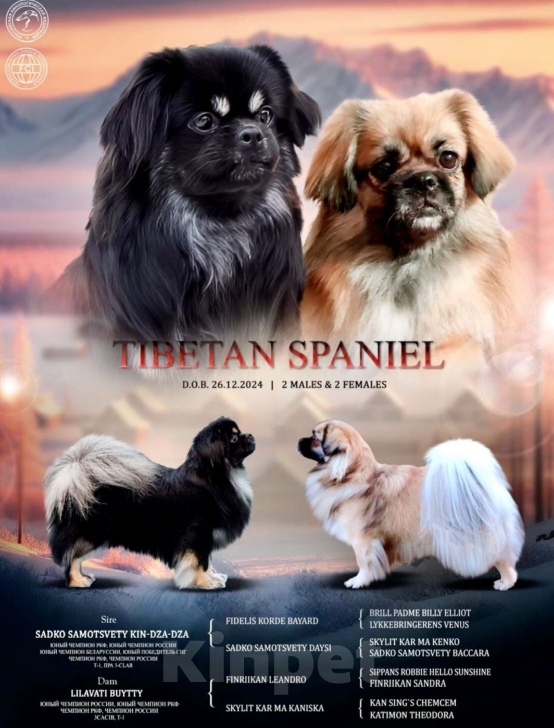 Собаки в Новокузнецке: Милая девочка Лисса Девочка, 50 000 руб. - фото 2