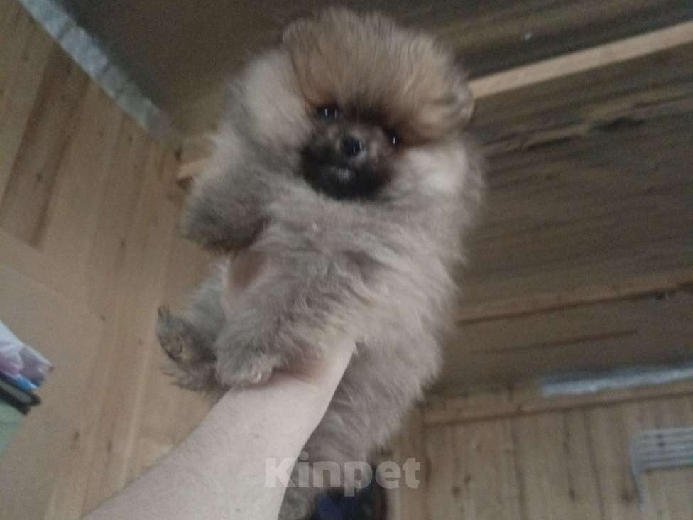 Собаки в Омске: Крошка на ладошке Девочка, 45 000 руб. - фото 1