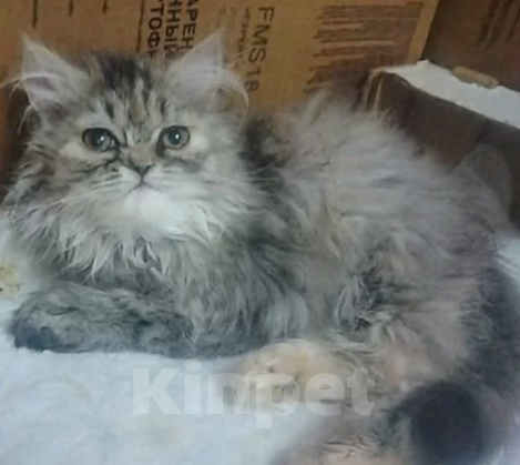 Кошки в Краснодаре: Персидские котята  Девочка, 5 000 руб. - фото 3