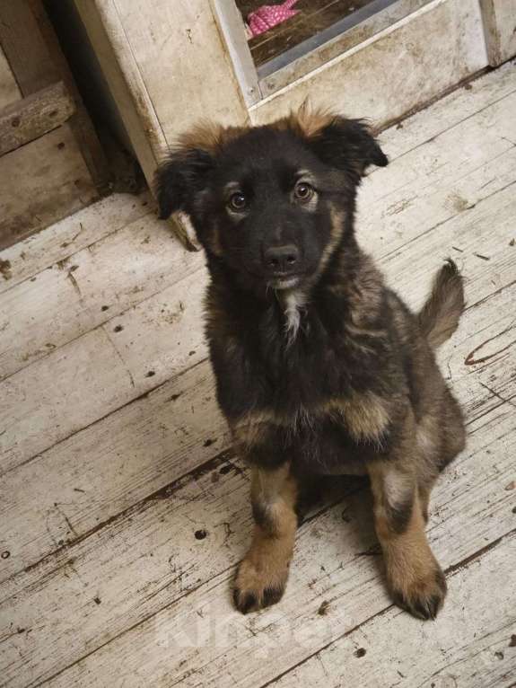 Собаки в Красногорске: Девочка с умными глазами Пуша 3 месяца ищет дом  Девочка, Бесплатно - фото 8