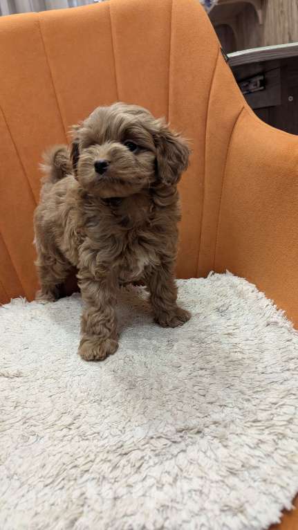 Собаки в Москве: Мальчик малььипу Мальчик, 90 000 руб. - фото 4