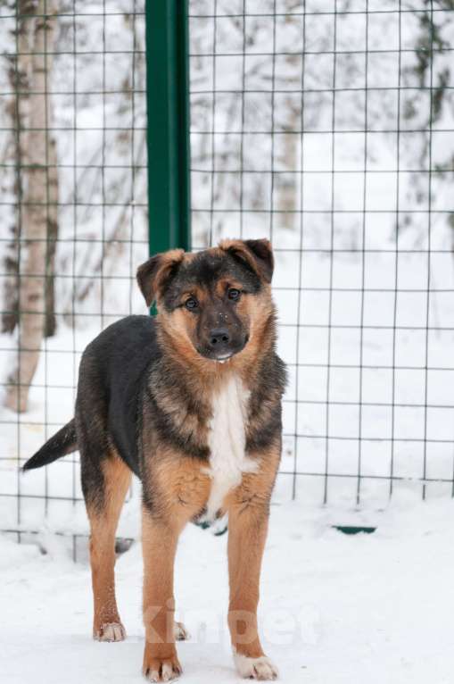 Собаки в Ногинске: Эва - ваша инвестиция в счастье! Девочка, Бесплатно - фото 3
