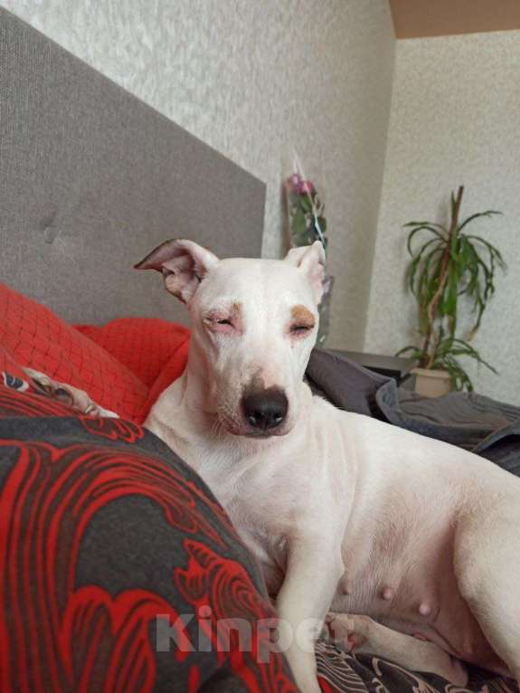 Собаки в Чехове: Отдаю в добрые руки Девочка, Бесплатно - фото 6