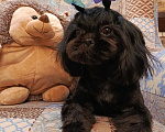 Собаки в Воронеже: Клубная девочка ши - Тцу с документами РКФ! Девочка, 85 000 руб. - фото 6