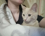 Кошки в Омске: котенок Мальчик, 1 руб. - фото 1