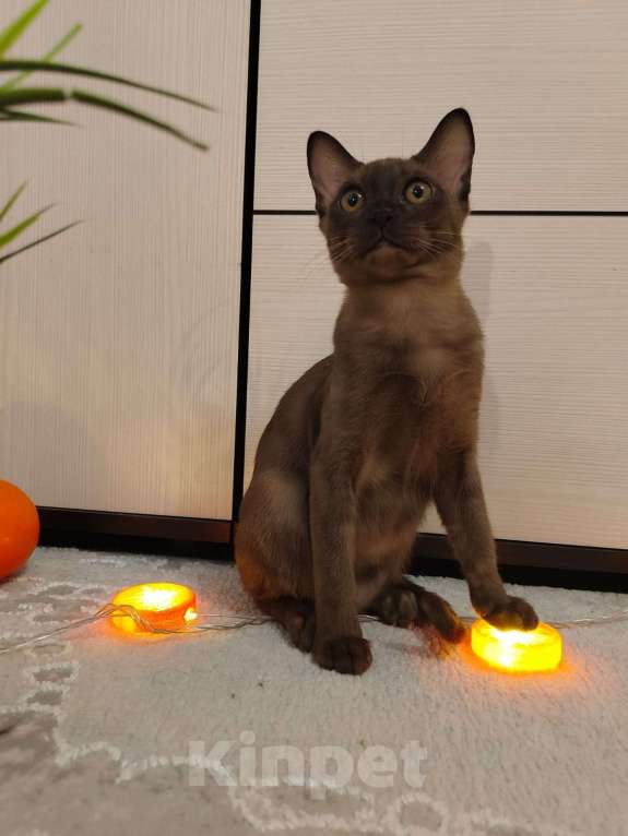 Кошки в Лыткарино: Бурманские котятки Девочка, 20 000 руб. - фото 3