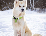 Собаки в Солнечногорске: Маленькая красотка в дар Девочка, Бесплатно - фото 5