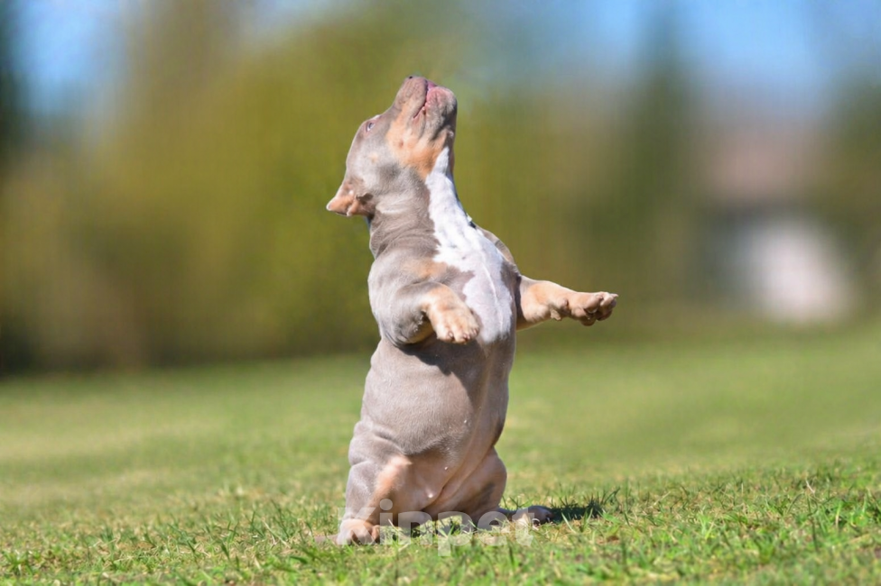 Собаки в Москве: Булли Американский щенок Девочка, Бесплатно - фото 3