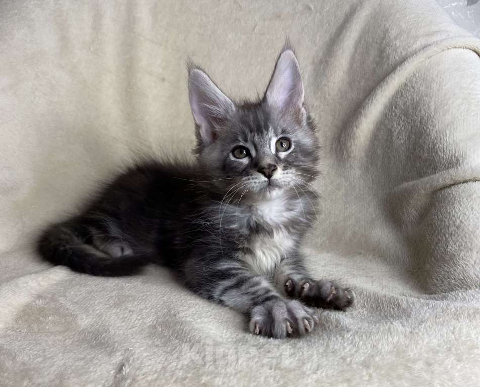 Кошки в Дмитрове: Черный серебристый мраморный мальчик Xavier Мальчик, 40 000 руб. - фото 7