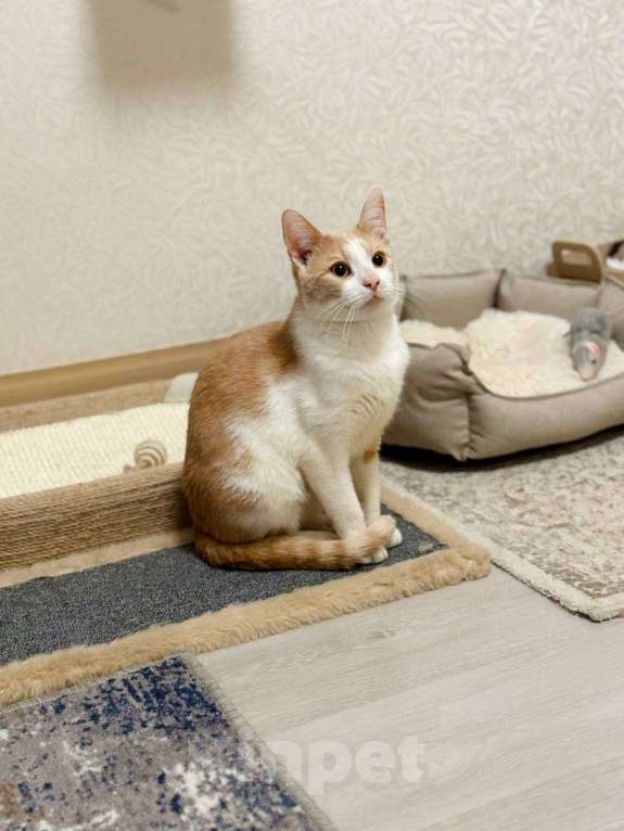 Кошки в Балашихе: Ям Мальчик, Бесплатно - фото 3