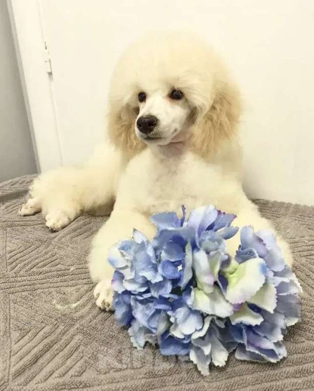 Собаки в Самаре: Щенок пуделя миниатюрный Мальчик, Бесплатно - фото 1