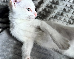 Кошки в Пензе: Отдам в добрые руки котика Мальчик, Бесплатно - фото 2