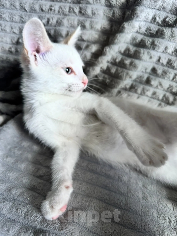Кошки в Пензе: Отдам в добрые руки котика Мальчик, Бесплатно - фото 2