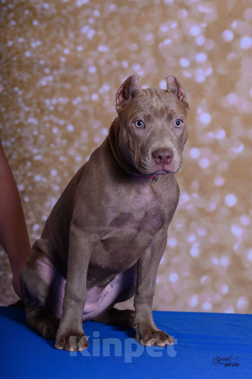 Собаки в Красноярске: Щенки американского питбультерьера Девочка, 120 000 руб. - фото 3