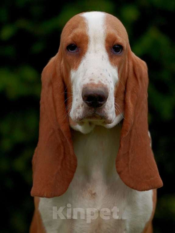 Собаки в Александрове: Щенки Испанской гончей  Девочка, 25 000 руб. - фото 8