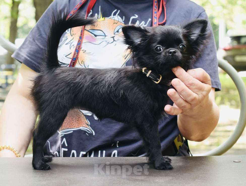 Собаки в Москве: Черная красавица чихуахуа Девочка, Бесплатно - фото 4