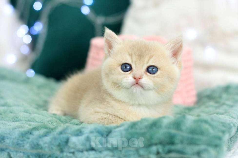 Кошки в Москве: Британская девочка Умница Девочка, 70 000 руб. - фото 3