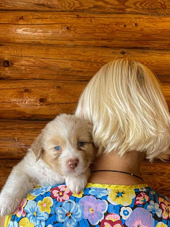 Собаки в Москве: Щенок Аусси (Австралийская овчарка ) Девочка, 80 000 руб. - фото 1