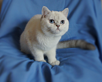 Кошки в Санкт-Петербурге: британский котенок. Мальчик, Бесплатно - фото 2