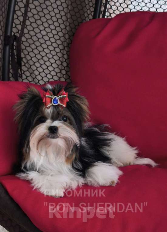 Собаки в Пушкино: Мини мальчик  Мальчик, 70 000 руб. - фото 1