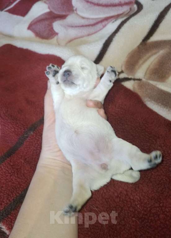 Собаки в Краснодаре: Белоснежное очарование Девочка, 65 000 руб. - фото 6