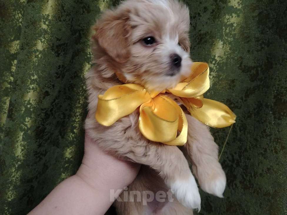 Собаки в Домодедово: Красатульки Девочка, 85 000 руб. - фото 5