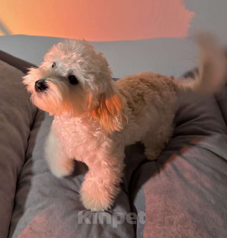 Собаки в Перми: Тоша  Мальчик, Бесплатно - фото 1