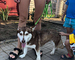 Собаки в Москве: Мини-хаски Девочка, Бесплатно - фото 6