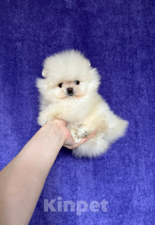 Собаки в Москве: Мини малыш Мальчик, 30 000 руб. - фото 1