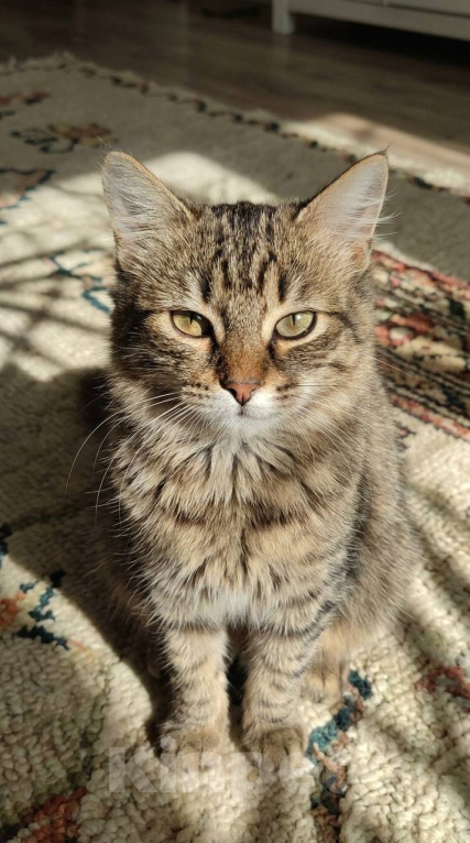 Кошки в Красногорске: Котенок Мелисса в добрые руки Девочка, Бесплатно - фото 3