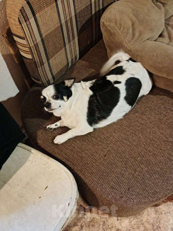 Собаки в других городах Владимирской области: Чихуахуа девочка Девочка, 4 000 руб. - фото 4