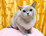 Кошки в Люберцах: Продается нежная бурманская кошечка Девочка, 25 000 руб. - фото 3
