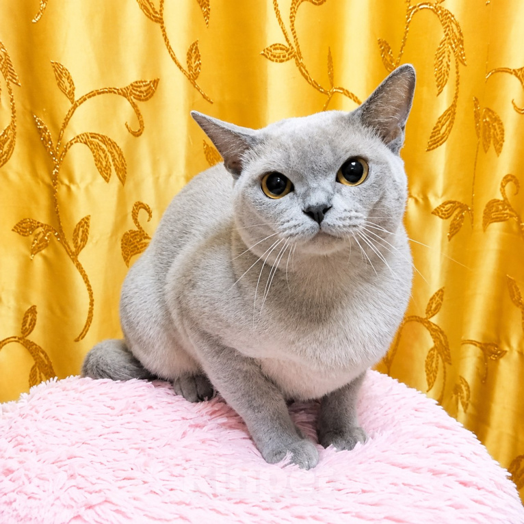 Кошки в Люберцах: Продается нежная бурманская кошечка Девочка, 25 000 руб. - фото 3
