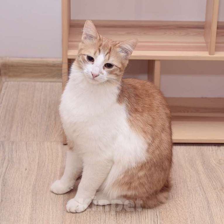 Кошки в Москве: Шилопопый рыжий кот Шустрик ищет дом Мальчик, Бесплатно - фото 4