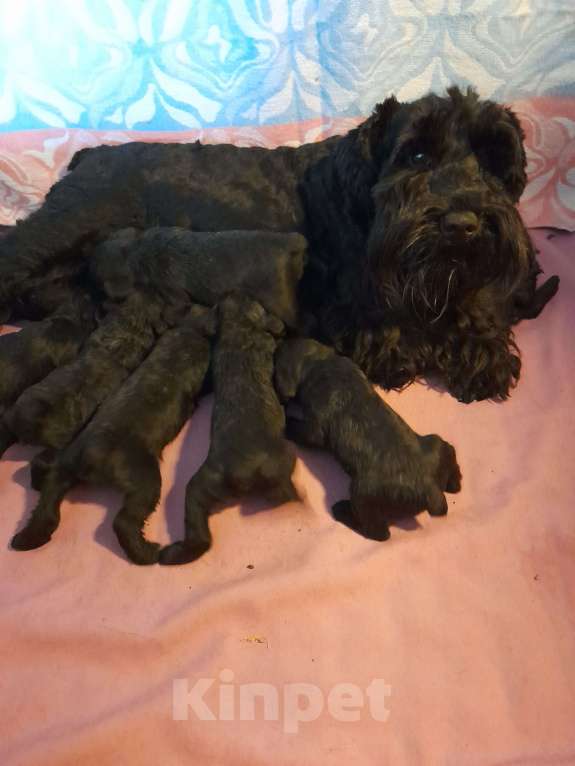 Собаки в Москве: Продам Девочка, 50 000 руб. - фото 2