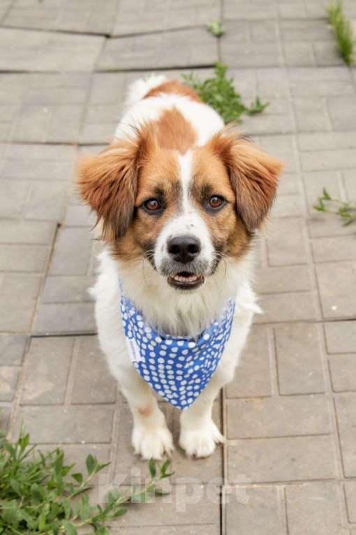 Собаки в других городах Московской области: Арни ищет семью Мальчик, Бесплатно - фото 7