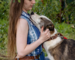Собаки в Троицке: Собака-компаньон Девочка, Бесплатно - фото 5