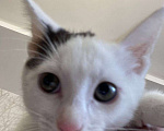Кошки в Москве: Белый котик с одним пятном на головке Мальчик, Бесплатно - фото 2