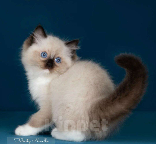 Кошки в Москве: Рэгдолл котята  Мальчик, 120 000 руб. - фото 2