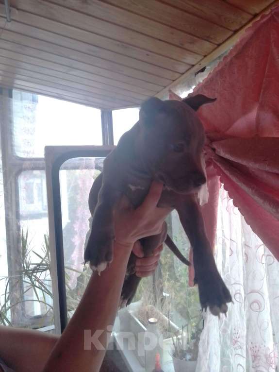 Собаки в Ульяновске:  Бронь на щенков питьбуля, 4помет прививки по возрасту, родители проживают с детьми адекватные. Мальчик, 20 000 руб. - фото 8