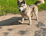 Собаки в Ногинске: Найдена собака Девочка, Бесплатно - фото 5