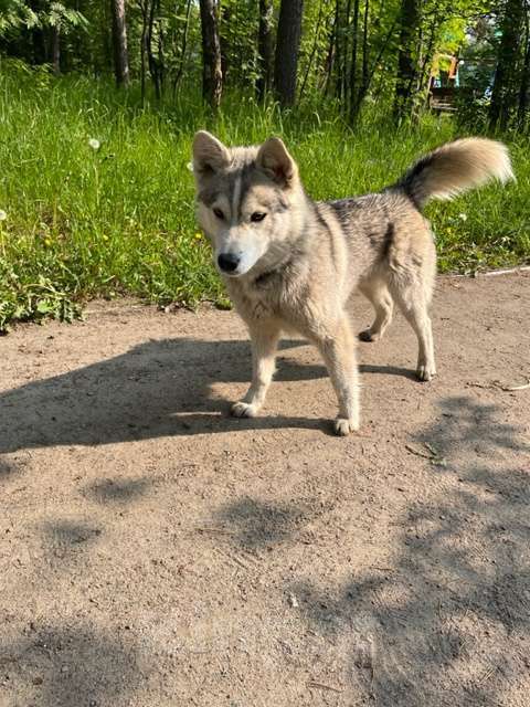 Собаки в Ногинске: Найдена собака Девочка, Бесплатно - фото 5