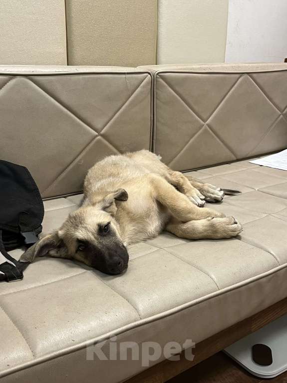 Собаки в Москве: Щенок Виола в добрые руки бесплатно  Девочка, Бесплатно - фото 3