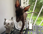 Кошки в Санкт-Петербурге: котята Мальчик, 30 000 руб. - фото 2
